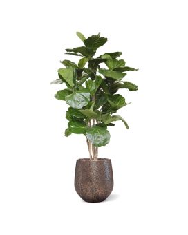 Lyrata Deluxe artificial tree 170 cm