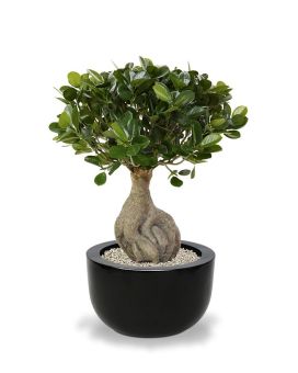 Artificial Panda Bonsai 55 cm