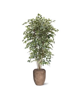Artificial Ficus Exotica Deluxe 210 cm variegated