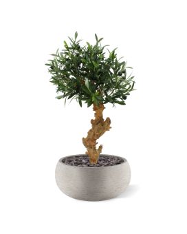 Artificial Olive Bonsai tree 60cm on foot