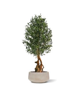 Artificial Olive Bonsai Deluxe 150cm