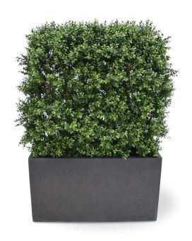 Artificial Boxwood Hedge Deluxe 80x100 cm