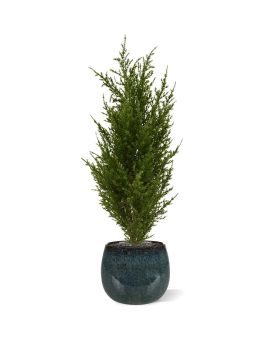 Artificial Cypress Bouquet 56 cm UV