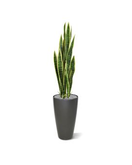 Artificial Sanseveria varigated 110cm in pot