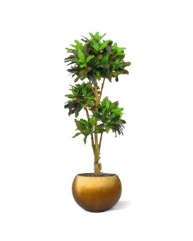 Croton artificial bonsai deluxe 175 cm