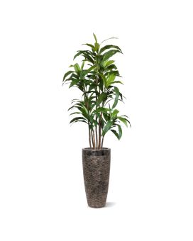 Draceana Fragrans XL artificial tree 170 cm