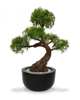 Artificial Ming Aralia Bonsai Green 90cm UV-Proof