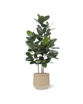 Ficus Audrey Artificial Plant 160cm