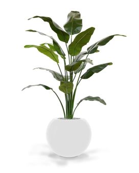 Artificial Traveller palmtree deluxe 165 cm