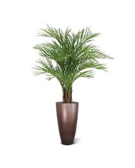 Artificial Areca Palm Deluxe XL 165cm