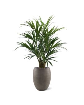 Artificial Kentia Palm tree XL Deluxe 140 cm