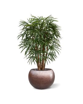 Artificial Raphis Palm XL Deluxe 130 cm