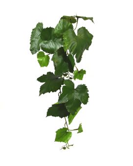 Artificial grape branche  65 cm