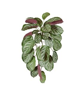 Artificial Calathea red Roseopicta pendant 70cm
