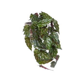 Begonia Rex artificial plant green red 40cm