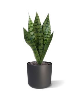 Artificial Sanseveria 40cm green (bush)