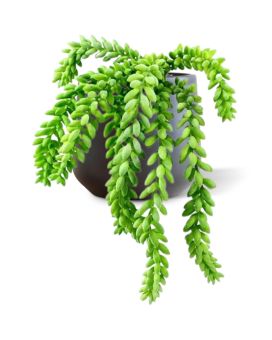 Artificial Donkey tail hanging plant 25cm