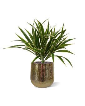 Artificial Chlorophytum S plant 30 cm (bush)