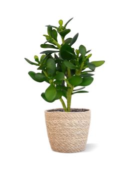 Artificial Crassula succulent plant 30 cm