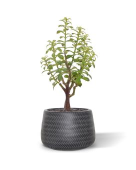 Artificial Crassula Bonsai bouquet 40 cm grey