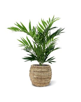 Artificial Parlour Palm 50cm (bush)