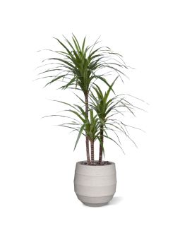 Artificial Draceana Marginata plant 100cm Deluxe