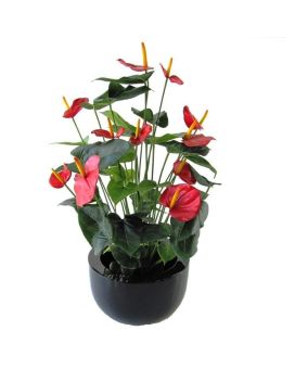 Artificial Anthurium Deluxe red 80cm