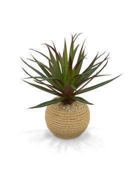 Small faux Marginata in rope pot