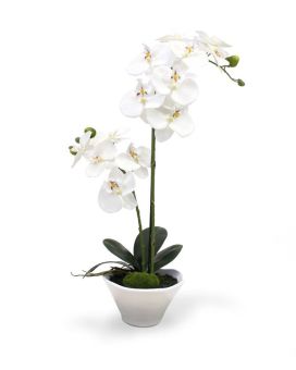 Faux Phalaenopsis Orchid 50cm in ceramic bowl