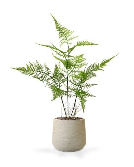 Faux Asparagus bouquet 40 cm