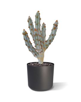 Artificial Tetragonus cactus bouquet 35 cm brown