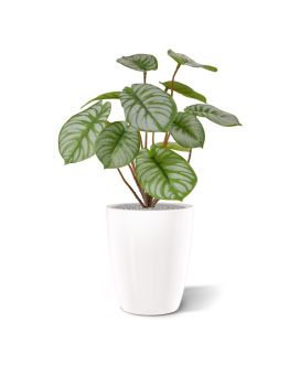 Artificial Pepperomia bush RT 25 cm