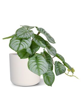 Artificial Peperomia bush HRT 20 cm