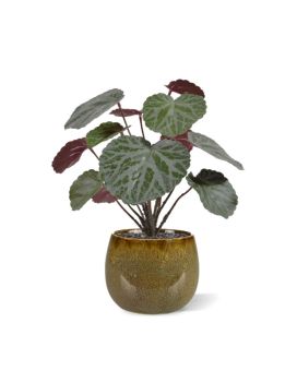 Artificial Saxifraga plant green/red 25cm