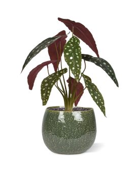 Artificial Begonia Maculata plant 35cm (bush)