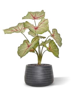 Artificial Caladium white queen plant 40cm (bush)