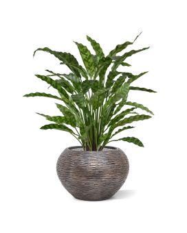 Artificial Calathea Leopardina plant 60cm