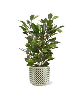 Ficus Natacha Artificial Plant 40cm