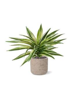 Draceana Artificial Plant Variegated 30cm