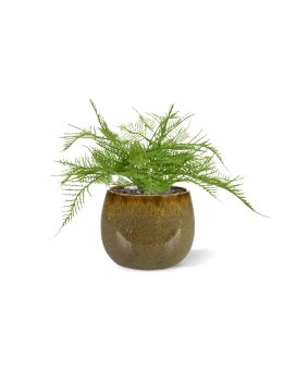 Asparagus Fern Artificial Plant 30cm