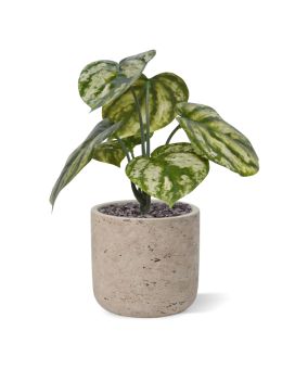 Peperomia Gold Dust artificial plant 20cm