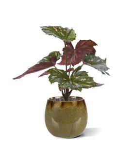 Begonia Rex artificial plant green red 20cm