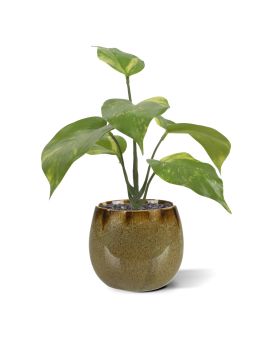 Pothos artificial plant 20cm