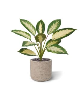Dieffenbachia Camilla artificial plant 50cm