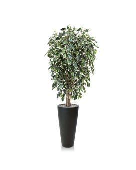 Artificial Ficus Exotica Deluxe 150 cm variegated