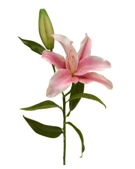Artificial Lily Branch Deluxe 55 cm pink