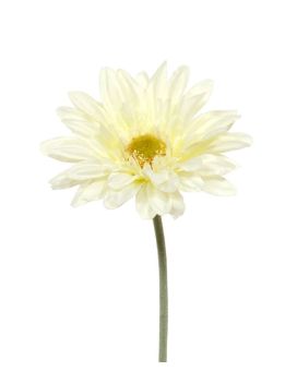 Artificial Gerbera stem flower 60 cm cream
