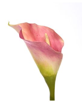 Artificial Calla flower deluxe 55 cm pink