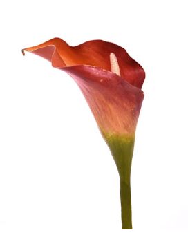Calla artificial flower deluxe 55 cm orange