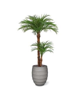 Artificial Areca Palm Deluxe 225 cm
